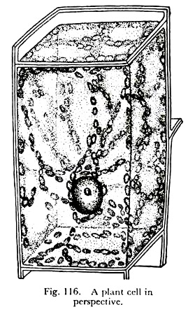 Plant Cell in Perspective