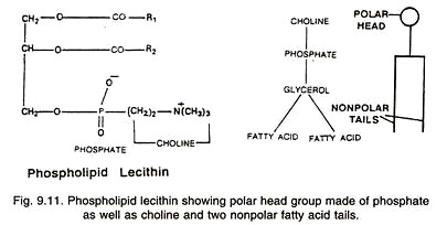 Phospholipid Tecithin