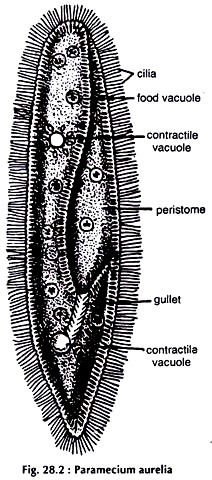 Paramecium Aurelia