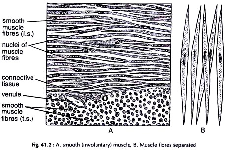Smooth Muscle and Muscle Fibres Separated