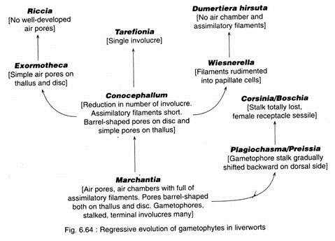 Regressive Evolution of Gametophytes in Liverworts