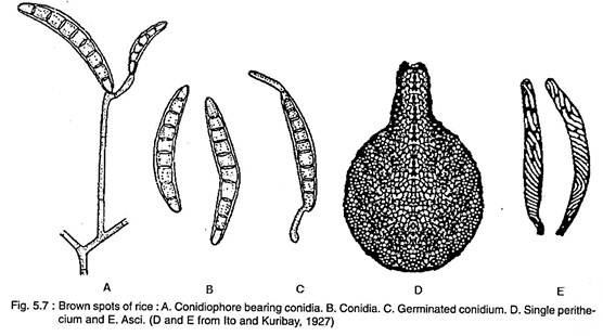 Brown Spots of Rice