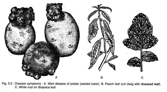 Disease Symptoms