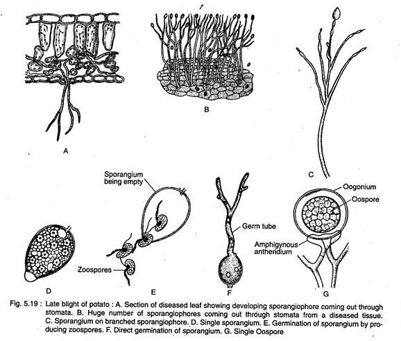 Late Blight Disease of Potato