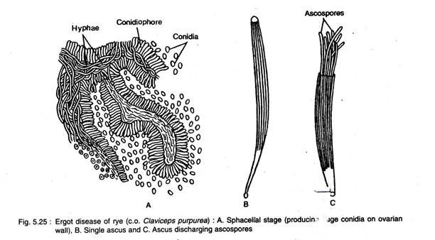 Ergot Disease of Rye