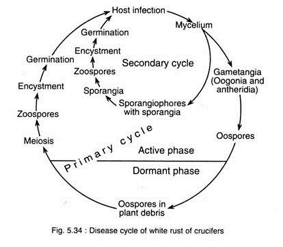 Disease Cycle of White Rust of Crucifers