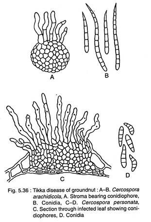 Tikka Disease of Groundnut