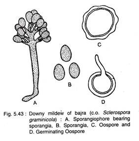 Downy Mildew of Bajra