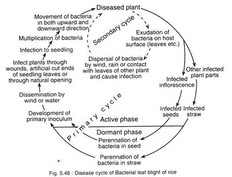 Disease Cycle of Bacterial Leaf Blight of Rice