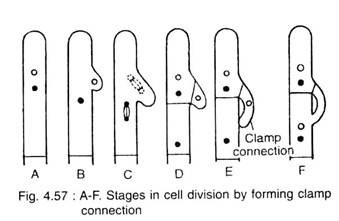 Stages in cell sivision by forming clamp connection