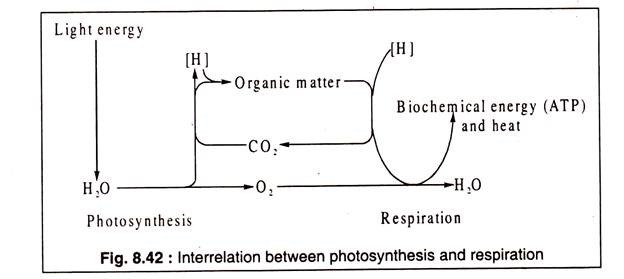 Interrelation between Photosynthesis and Respiration 