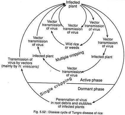 Disease Cycle of Tungro Disease of Rice