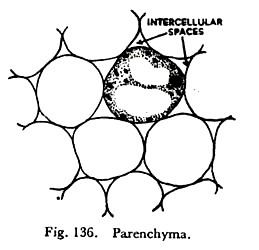 Parenchyma