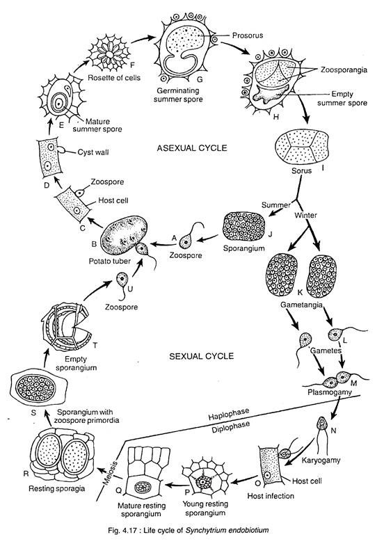 Life Cycle of Synchytrium Endobiotium