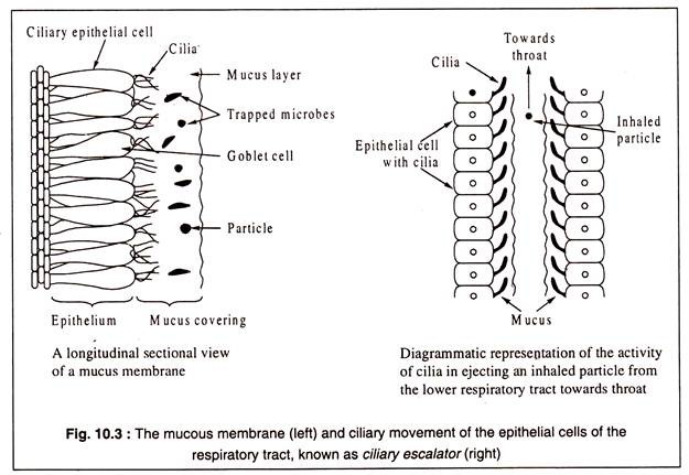 Mucous Membrance and Ciliary Movement