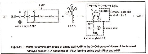 Transfer of Amino Acylo Group