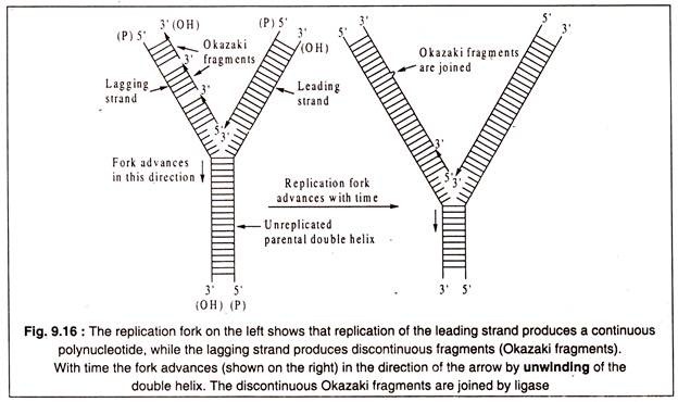 Replication Fork