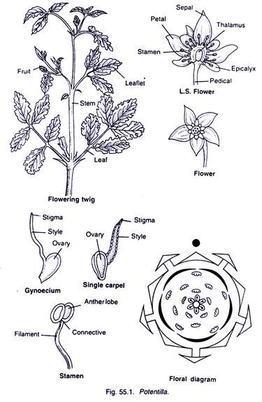 Potentilla