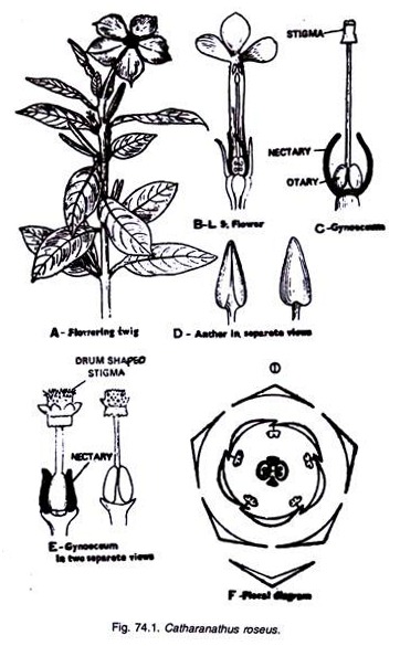 Catharanathus Roseus