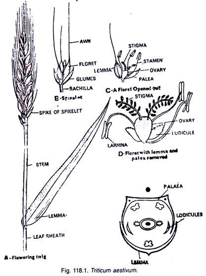 Triticum Aestivum