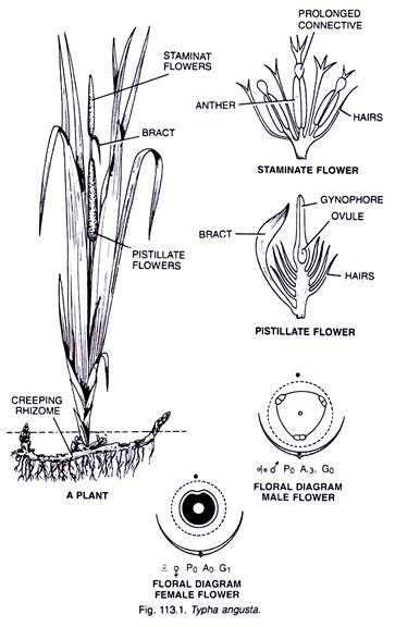 Typha Angusta