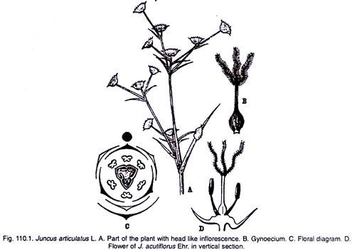 Juncus Articulatus L.