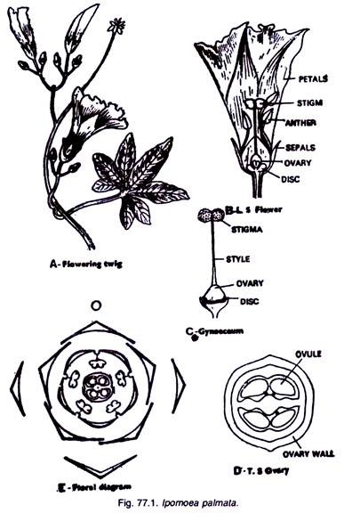 lpomoea Palmata