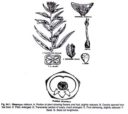 Sesamum Indicum