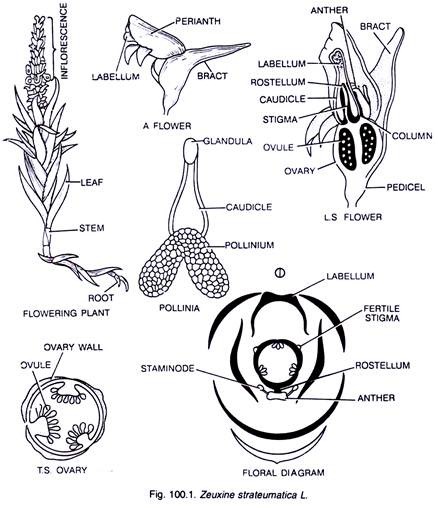 Zeuxine Strateumatica L.