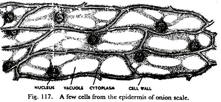 Few Cells from the Epidermis of Onion Scale