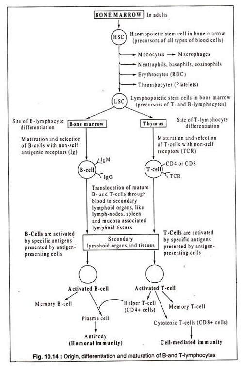 Origin, Differentiation and Maturation