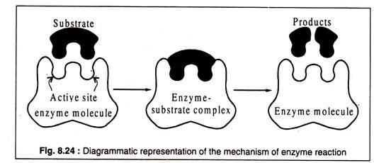 Mechanism of Enzyme Reaction