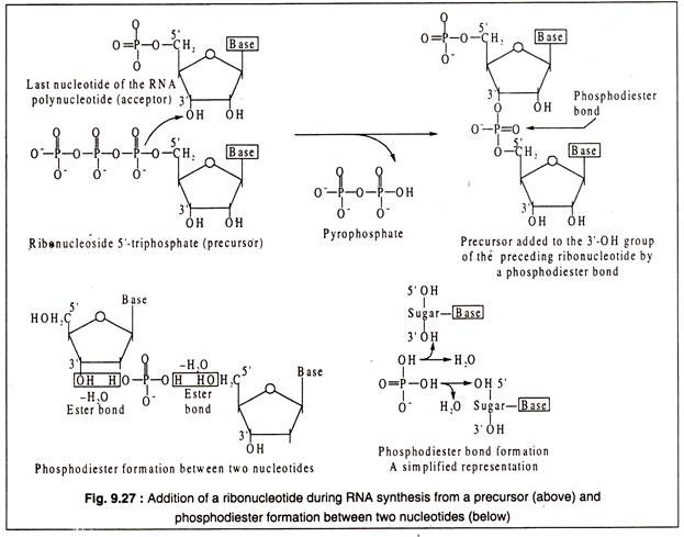 Addition of a Ribonucleotide