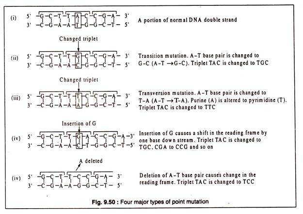 Four Major Types of Point Mutation