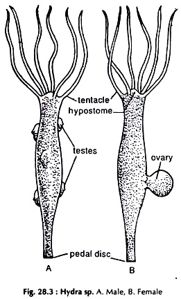 Hydra sp.