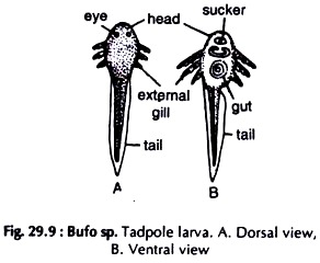 Bufo sp. Tadpole Larva