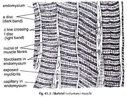 Skeletal Muscle