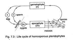 Life Cycle of Homosporous Pteridophytes