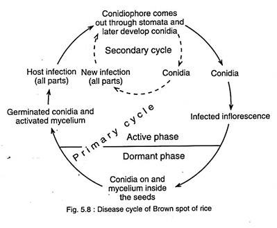 Disease Cycle of Brown Spot of Rice