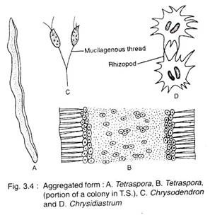 Aggregated Form