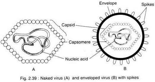 Naked Virus