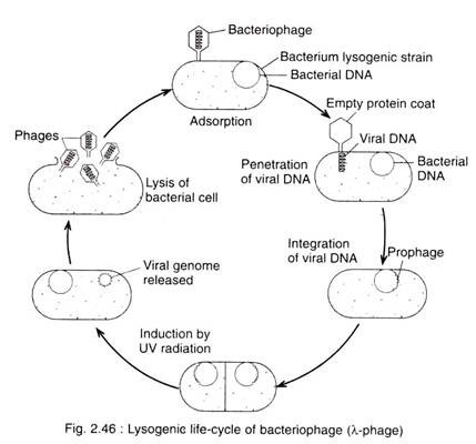 Lysogenic life cycle of bacteriophage (λ-phage )