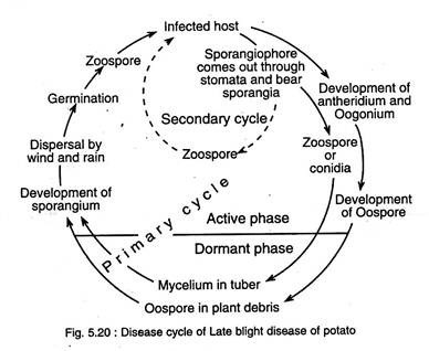 Disease Cycle of Late Blight Disease of Potato