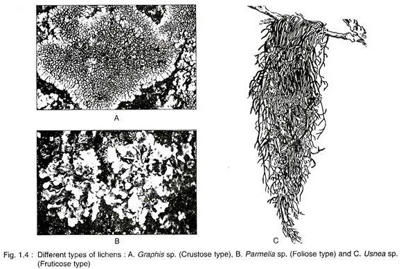Different types of lichens