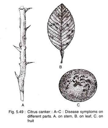 Citrus Canker: Disease Symptoms on Different Part