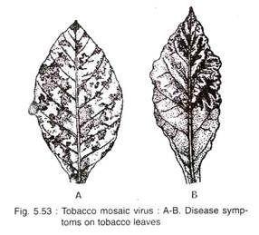 Tobacco Mosaic Virus: Disease Symptoms on Tobacco Leaves