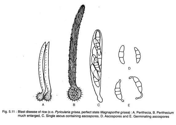 Blast Disease of Rice