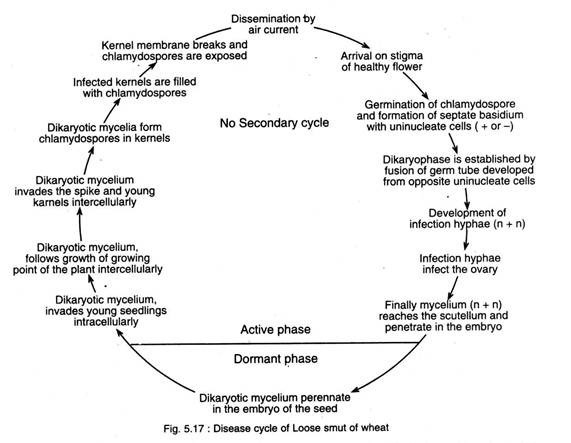 Disease Cycle of Loose Smut of Wheat