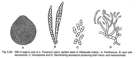 Wilt of Pegion Pea