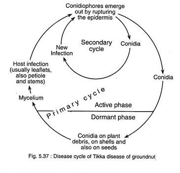 Life Cycle of Tikka Disease of Groundnut